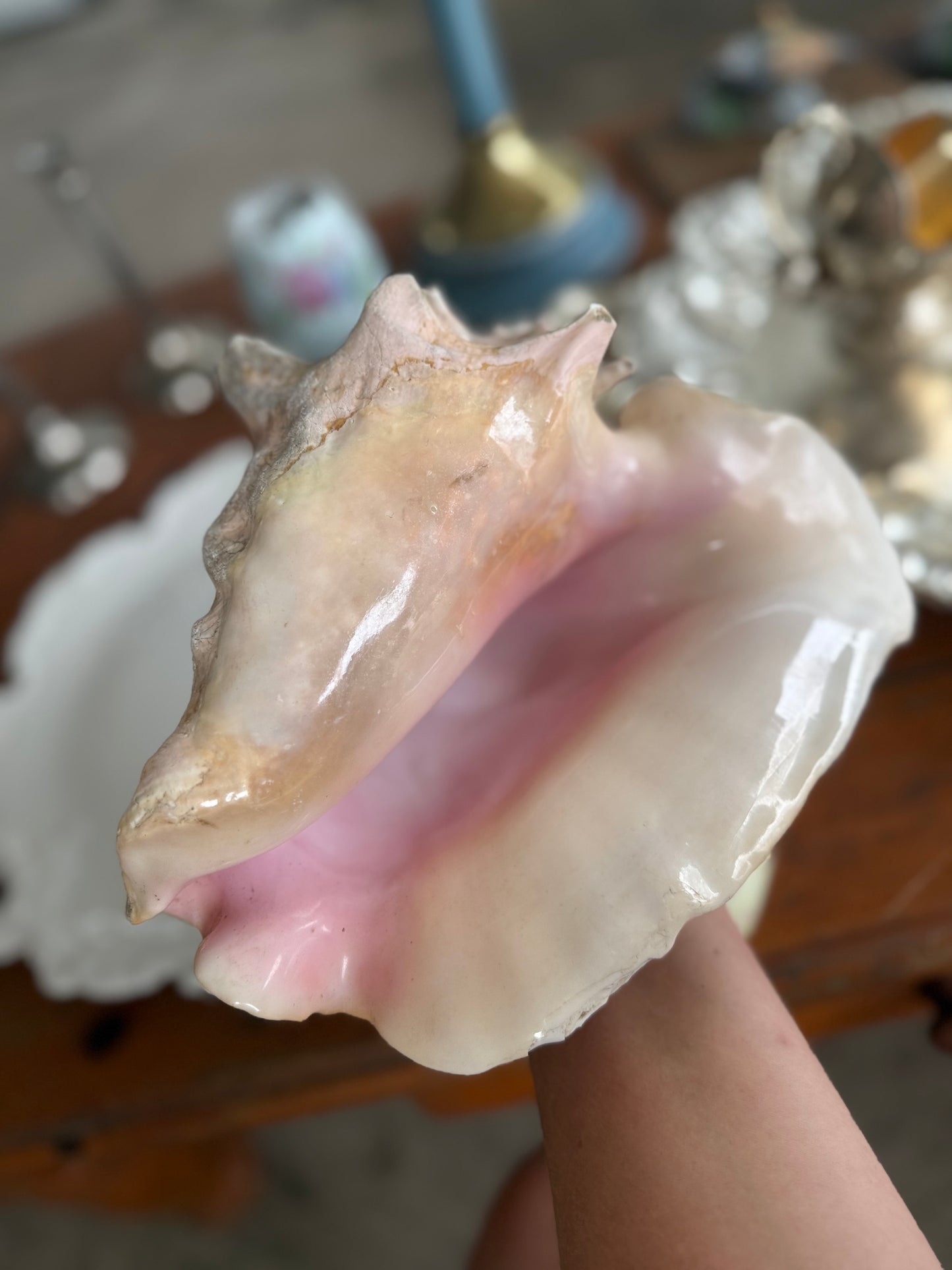 Large Natural Decorative Sea Shell
