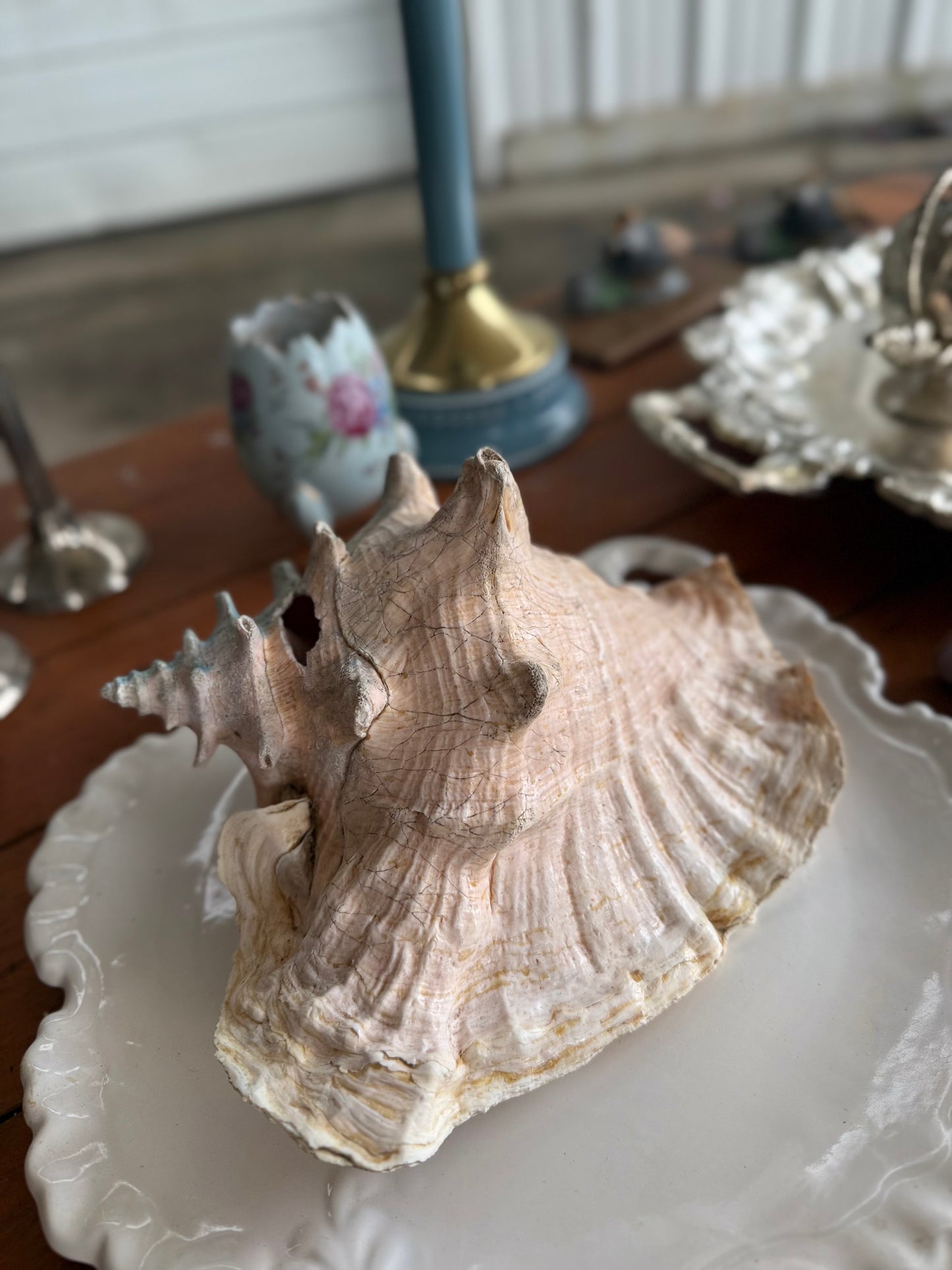 Large Natural Decorative Sea Shell